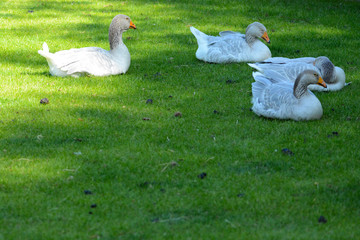 portraits of wild animals