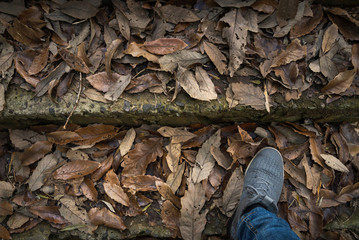 Stone stairway covered by fallen leaves