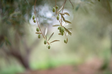 Olive trees garden. Mediterranean olive farm ready for harvest. Italian olive's grove with ripe fresh olives.