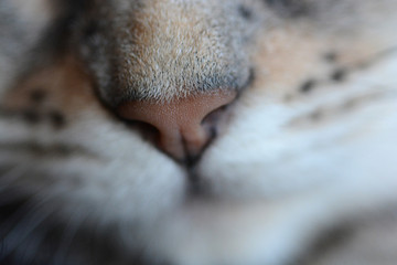 Portraits of my Bengal Cats
