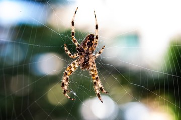 Colorful spider hanging in a web in close up