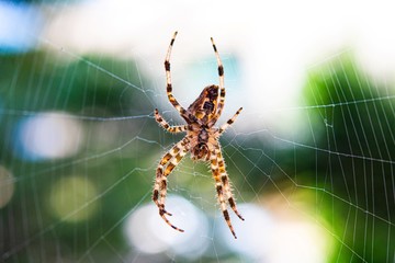 Colorful spider hanging in a web in close up