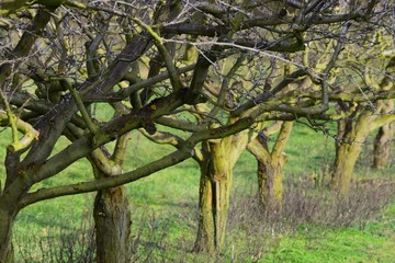shortened Apple tree