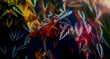 Fototapety  szczegół rośliny lasu deszczowego, lekki efekt graficzny.