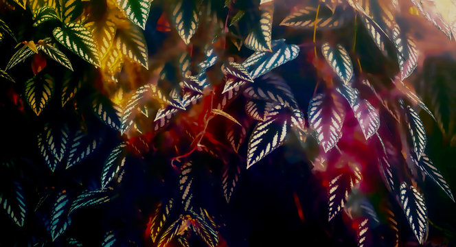 detail of rain forest plant, light graphic effect.
