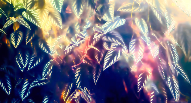 detail of rain forest plant, light graphic effect.