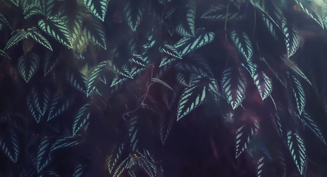 detail of rain forest plant, light graphic effect.