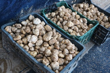Desert truffles harvested in Saudi Arabia, Iraq, and Iran on sale in market in Kuwait