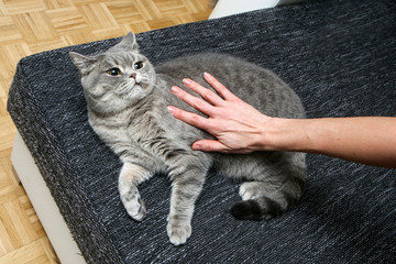 The british cat with crooked smile is lying on the sofa and looking angry. She doesn´t want to be...