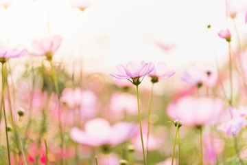Obraz na płótnie Canvas Pink cosmos flowers on blurred spring background with copy space.