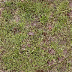 Autumn or spring green grass