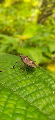 bug on leaf