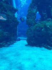 Naklejka na ściany i meble Unterwasserwelt im Ozeanographischen Museum in Monaco