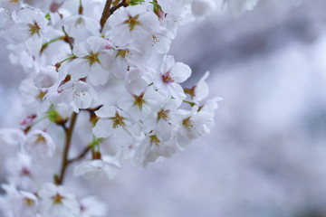 cherry blossom