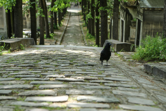 A depressive picture of a crow standing on the grave on a cemetery. 