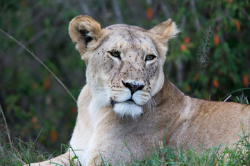 Lion (Panthera leo), portrait of a Lioness with face covered with flies, Maasai Mara, Kenya.