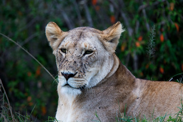 Lion (Panthera leo), portrait of a Lioness with face covered with flies, Maasai Mara, Kenya.