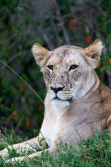 Lion (Panthera leo), portrait of a Lioness with face covered with flies, Maasai Mara, Kenya.