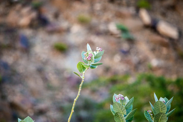 green plant with flower