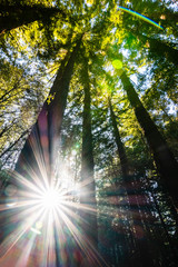 Fototapeta na wymiar Sun shining through a Redwood trees forest (Sequoia Sempervirens), Santa Cruz mountains, San Francisco bay area, California