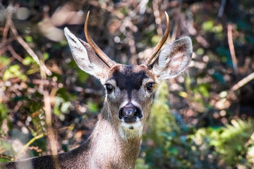 Portrait of Black tailed deer in the forests of Santa Cruz mountains, San Francisco Bay area, California