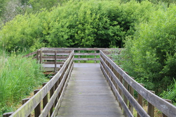 Fototapeta premium wooden bridge in forest