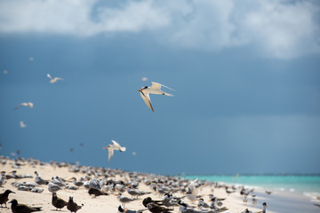 海鳥の捕食シーン