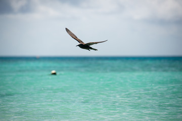 海鳥の捕食シーン