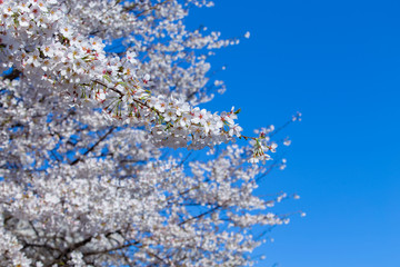 flowers on blue background