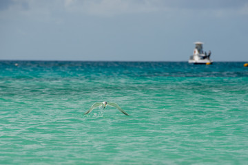 海鳥の捕食シーン