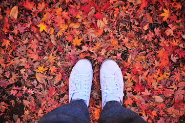 White Shoes on Red Maple Leaves During Autumn