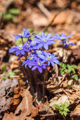 Blooming hepatica flowers in springtime