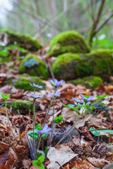Beautiful Anemone hepatica flowers in the spring