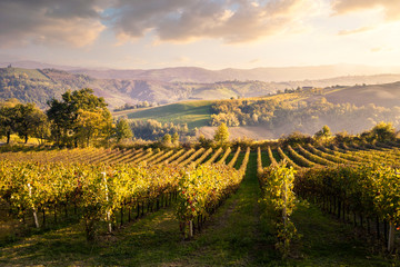 Levizzano Rangone vineyards and countryside at sunset. Levizzano Rangone, Modena province, Emilia Romagna, Italy - 314835410