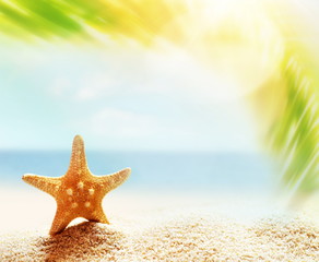 Fototapeta na wymiar Summer sand beach background. Palm leaf, starfish, sea and sky. Summer concept.