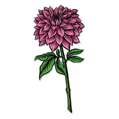 pink dahlia vector illustration