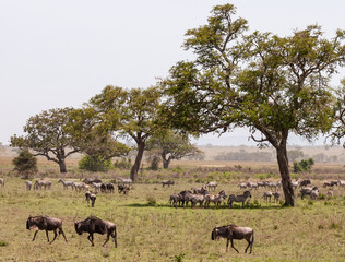 Safari in Serengeti in Tanzania, Africa