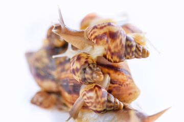 House for large family. Snail with children on the back. Mother of many children. Happy family. Mother of many children and her children are together for walk. Love for children and their education.