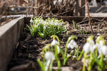 Snowdrop or common snowdrop. Galanthus nivalis
