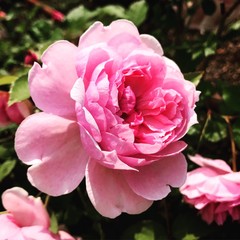 pink rose in the garden