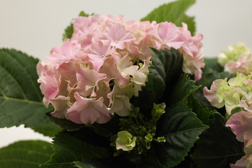 Obraz premium Pink hydrangea and green leaves