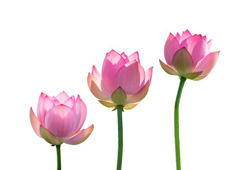 lotus on isolated white background.