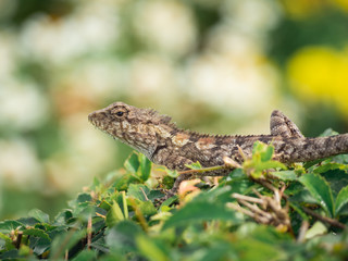 Brown lizards perched on shrubs