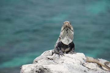 Iguana chilling on a rock