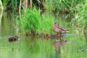 Weibliche Stockente an der Spree
