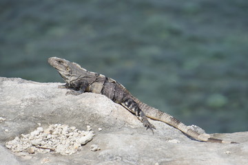 Iguana resting on a rock