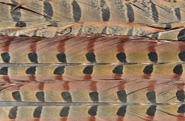 Feathers of pheasant 3