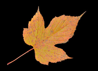 Leaf of wild raspberry 2