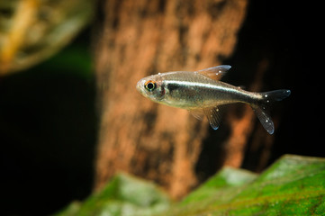 Neonka black freshwater aquarium fish with white dot meal.