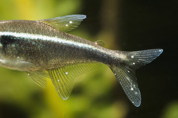 Neonka black freshwater aquarium fish with white dot meal.